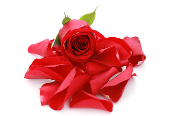 Image showing red rose petals