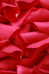 Image showing rose petals background