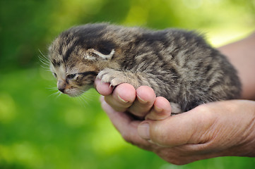 Image showing Senior’s hands holding little kitten