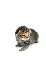 Image showing Kitten over white background