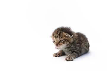 Image showing Kitten over white background