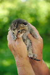 Image showing Senior’s hands holding little kitten