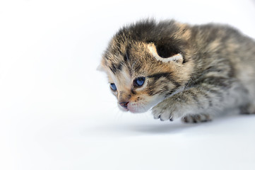 Image showing Kitten over white background