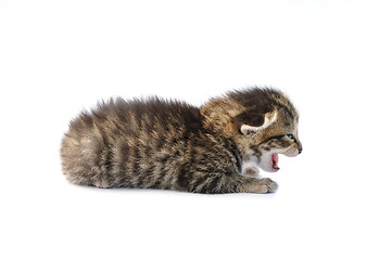 Image showing Kitten over white background