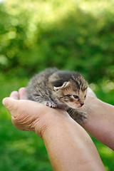 Image showing Senior’s hands holding little kitten