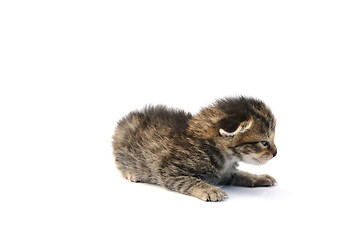 Image showing Kitten over white background