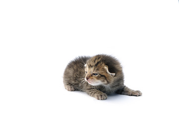 Image showing Kitten over white background