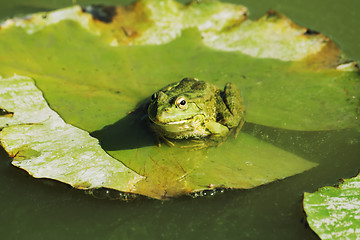 Image showing Frog