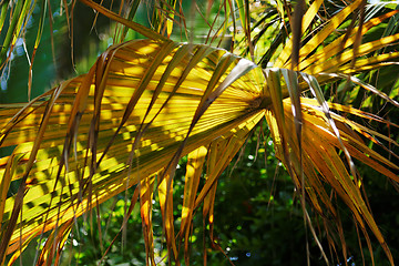Image showing Yellow palm tree leave