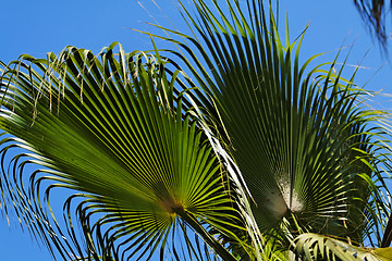 Image showing Palm tree leaves