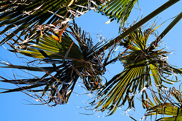 Image showing Curly palm tree leaves