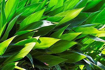 Image showing Canna leaves