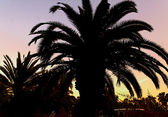 Image showing Palm tree outlined with the evening sun