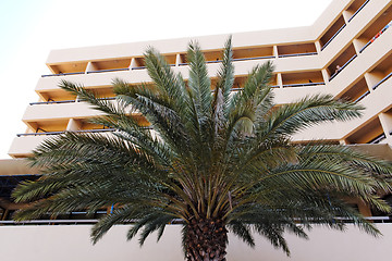 Image showing Palm tree in fron of the hotel