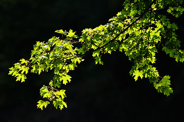 Image showing Maple tree branch glowing in the sun