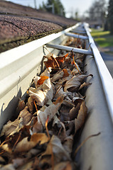 Image showing Leaves in rain gutter.