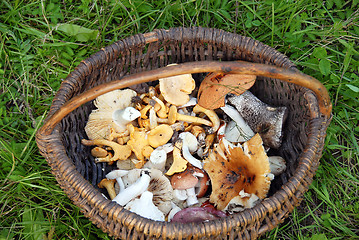 Image showing Mushrooms in basket