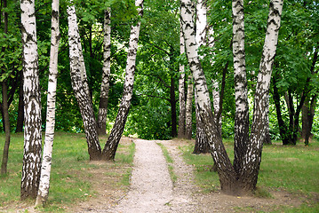 Image showing Birch forest path