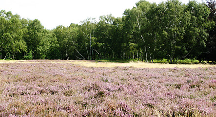 Image showing calluna glade