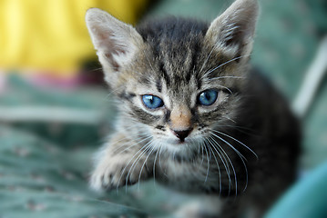 Image showing Baby cat portrait