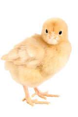 Image showing Newborn chicken, Buff Orpington with clipping path.