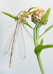 Image showing Spider and dragonfly
