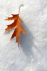 Image showing Leaf in the snow.