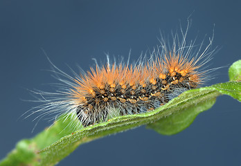 Image showing Hairy caterpillar