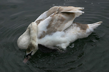 Image showing young swan