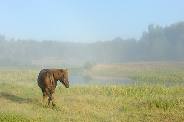 Image showing Horse in a fog