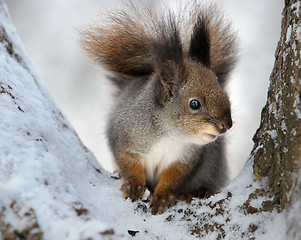 Image showing The squirrel.