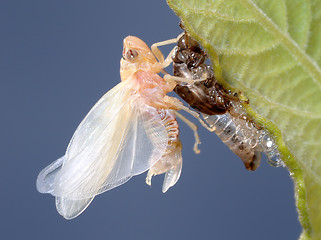 Image showing Birth of a cicada (2)