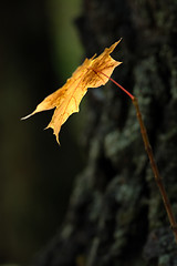 Image showing Autumn leaves.