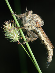 Image showing On a blade.