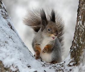 Image showing The squirrel