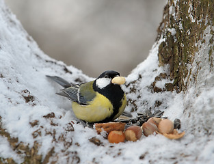 Image showing Nutlet for a titmouse