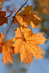 Image showing Autumn leaves.