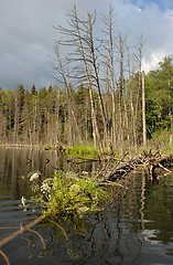 Image showing Wood lake