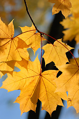 Image showing Autumn leaves.