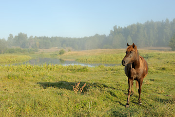 Image showing Horse at a sunrise