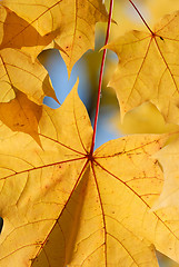 Image showing Autumn leaves.