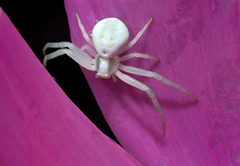 Image showing White spider on petal