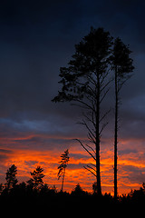 Image showing Sunset and pine