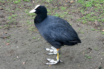 Image showing bird