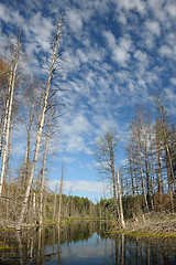 Image showing Wood lake