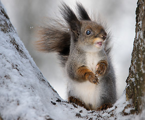 Image showing The squirrel.