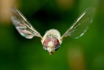 Image showing Flying fly