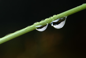 Image showing Drops on a blade.