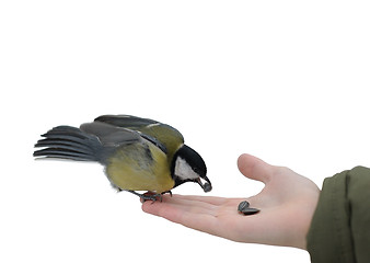 Image showing Titmouse on a hand.