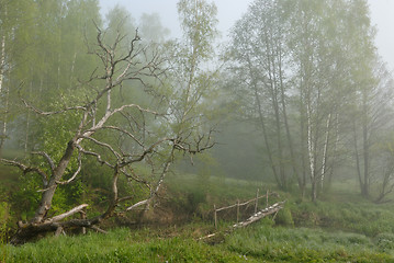 Image showing Landscape with a dry tree and the bridge.